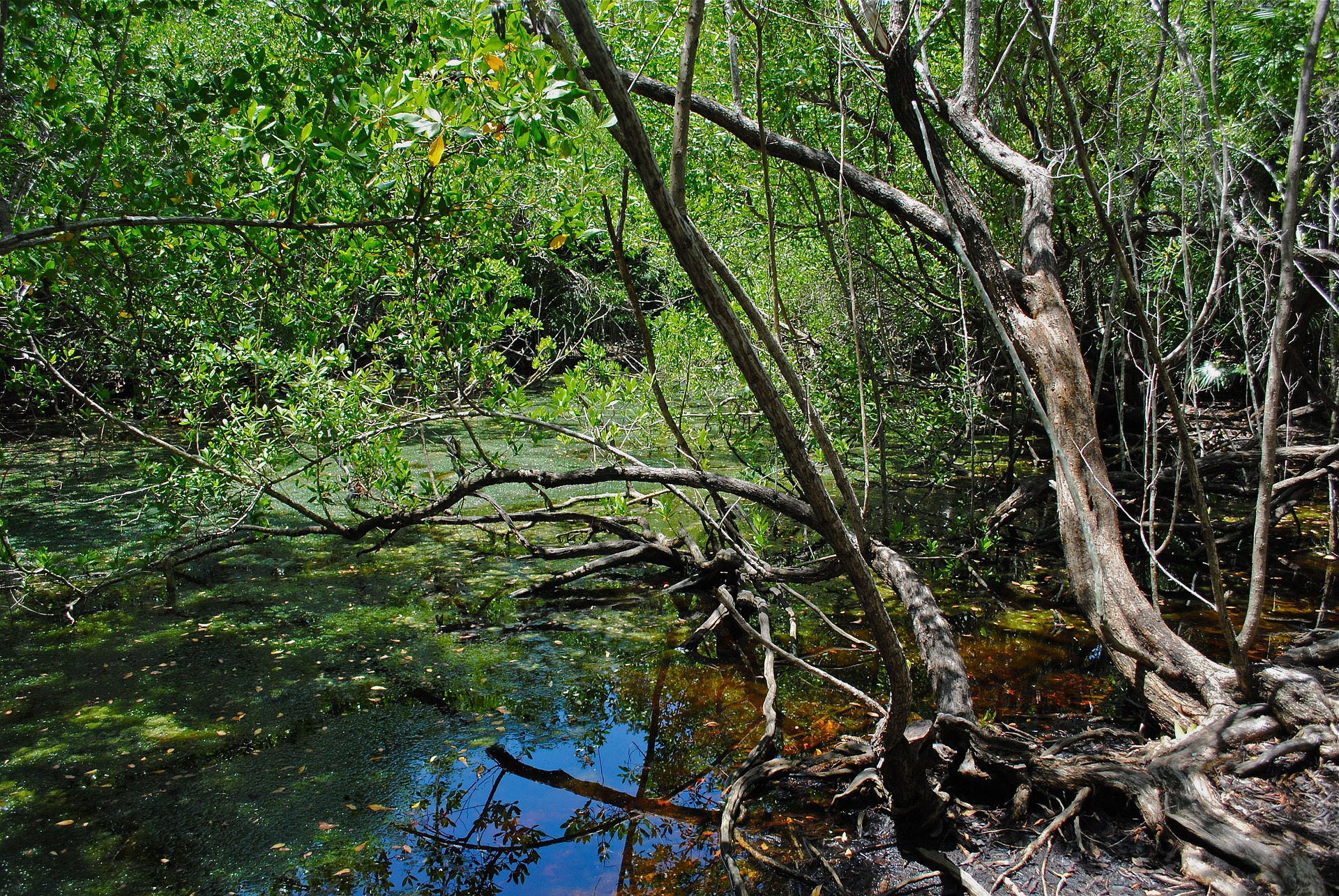 Мангровые деревья Флорида