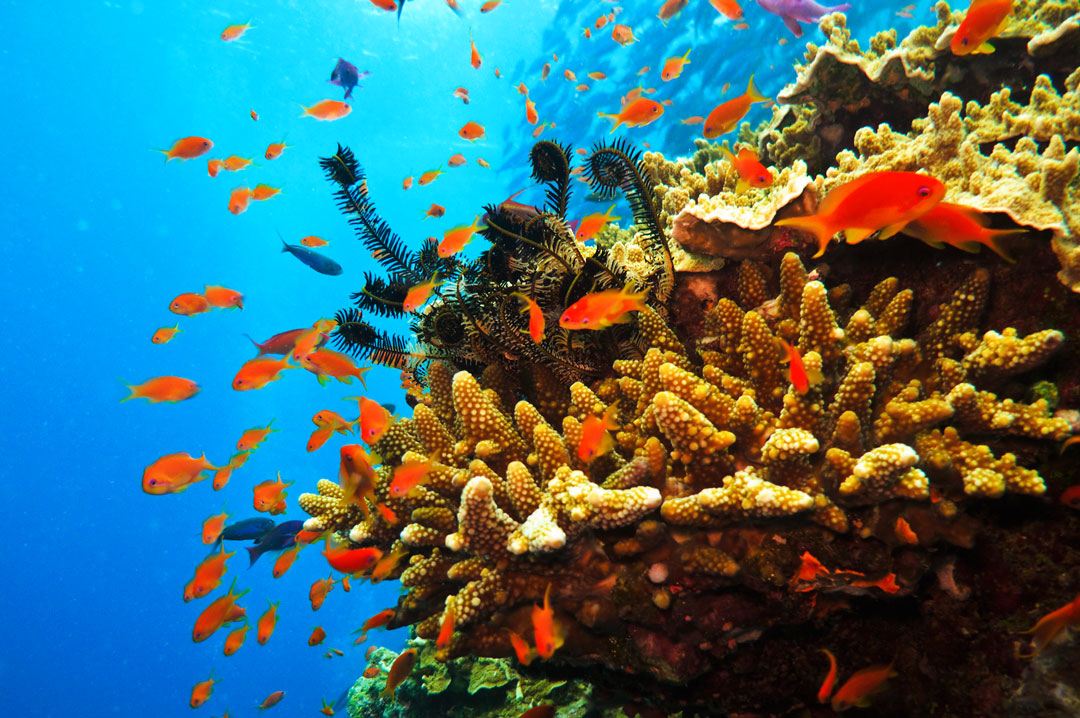 Большой Барьерный риф Австралия. Жак Ив Кусто большой Барьерный риф. Большой Барьерный риф кораллы. Большой Барьерный риф ЮНЕСКО.