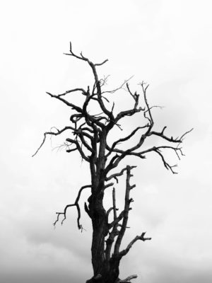 bad tree